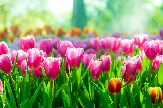 Nahaufnahme einer rosa blühenden Pflanze