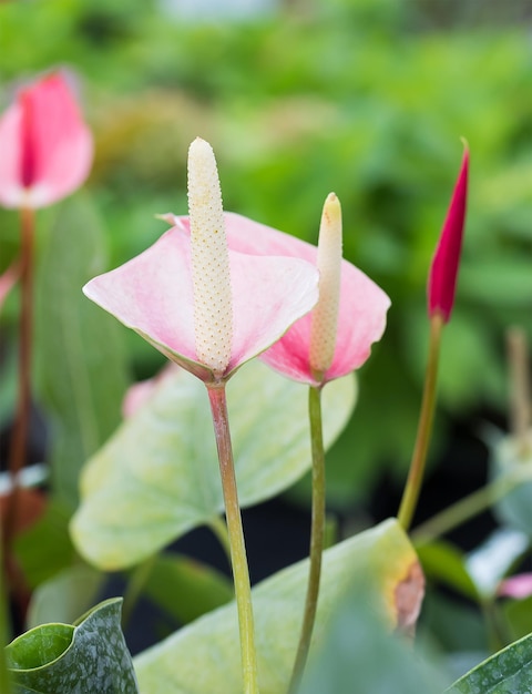 Nahaufnahme einer rosa blühenden Pflanze