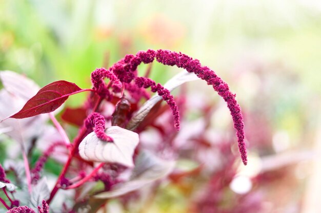 Foto nahaufnahme einer rosa blühenden pflanze