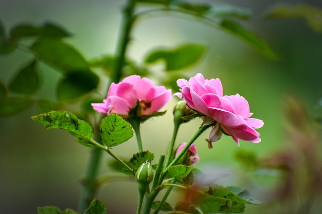 Foto nahaufnahme einer rosa blühenden pflanze