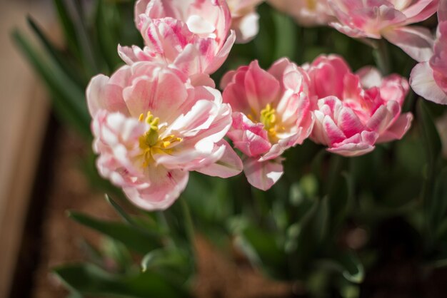 Foto nahaufnahme einer rosa blühenden pflanze