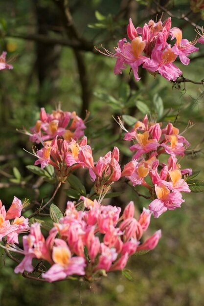 Foto nahaufnahme einer rosa blühenden pflanze