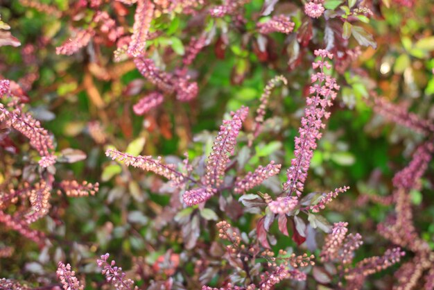 Nahaufnahme einer rosa blühenden Pflanze