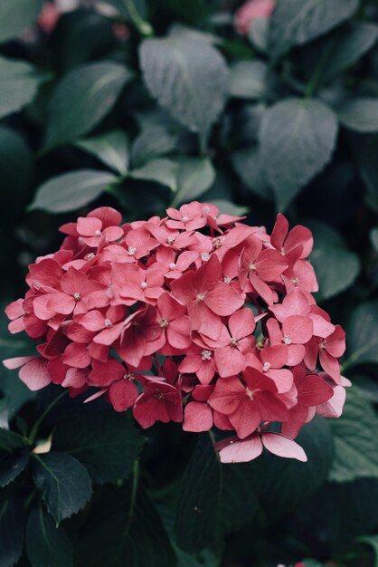 Nahaufnahme einer rosa blühenden Pflanze