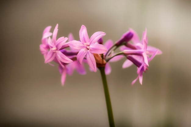 Foto nahaufnahme einer rosa blühenden pflanze