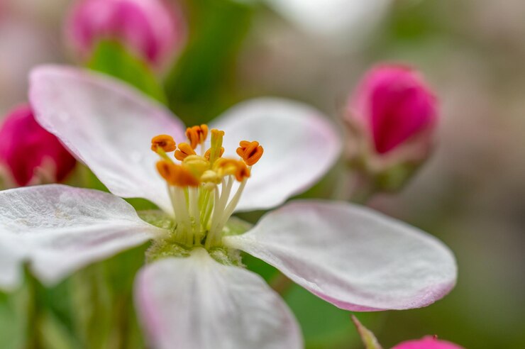 Foto nahaufnahme einer rosa blühenden pflanze