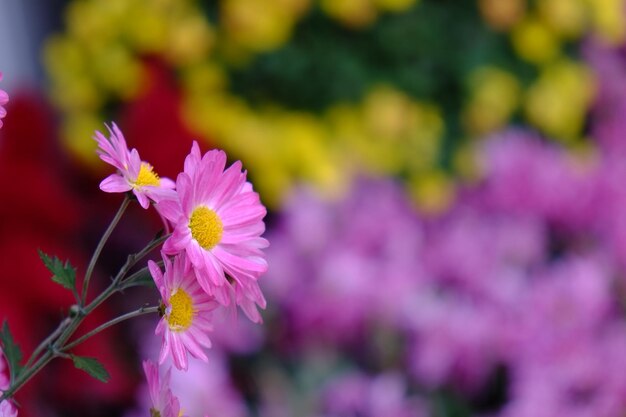 Nahaufnahme einer rosa blühenden Pflanze