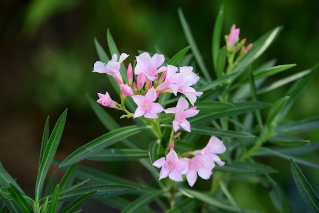 Foto nahaufnahme einer rosa blühenden pflanze