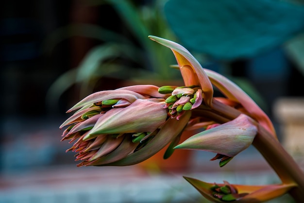 Nahaufnahme einer rosa blühenden Pflanze