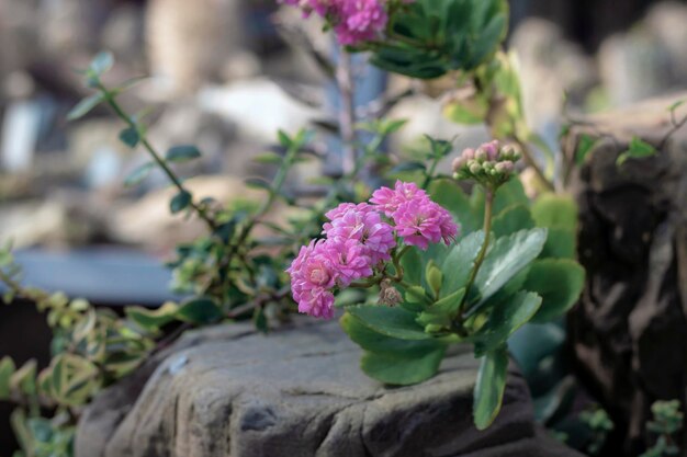 Foto nahaufnahme einer rosa blühenden pflanze