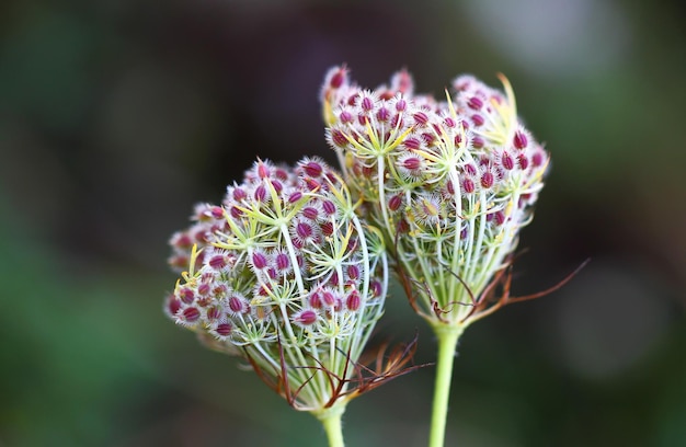 Foto nahaufnahme einer rosa blühenden pflanze