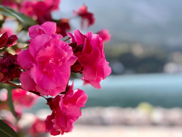 Foto nahaufnahme einer rosa blühenden pflanze