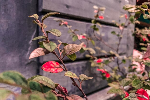 Foto nahaufnahme einer rosa blühenden pflanze