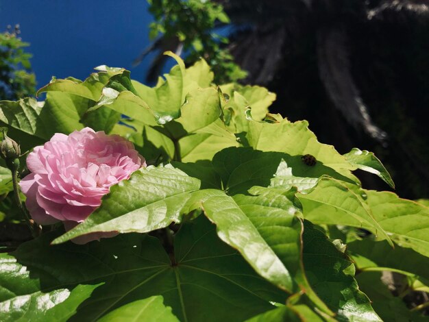 Foto nahaufnahme einer rosa blühenden pflanze