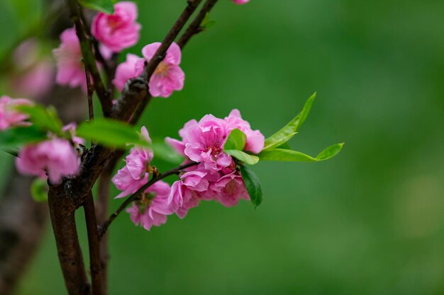 Foto nahaufnahme einer rosa blühenden pflanze