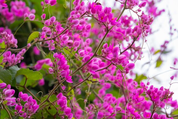 Foto nahaufnahme einer rosa blühenden pflanze