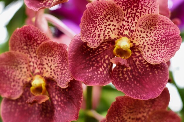 Foto nahaufnahme einer rosa blühenden pflanze