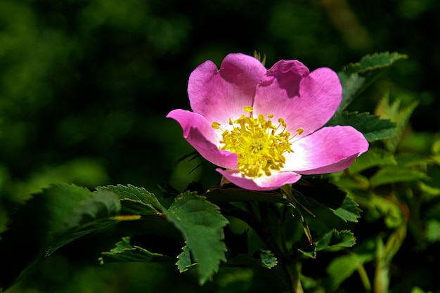 Nahaufnahme einer rosa blühenden Pflanze