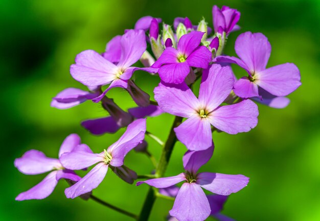 Nahaufnahme einer rosa blühenden Pflanze