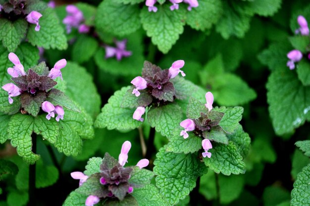 Foto nahaufnahme einer rosa blühenden pflanze