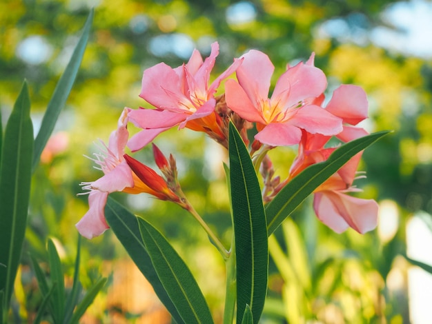 Foto nahaufnahme einer rosa blühenden pflanze