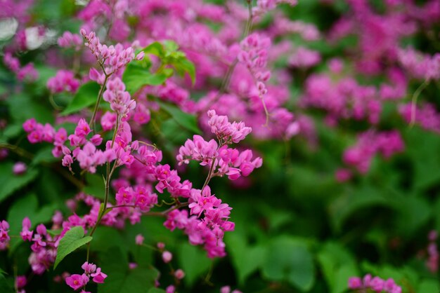 Foto nahaufnahme einer rosa blühenden pflanze