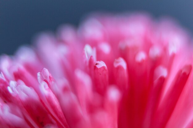 Foto nahaufnahme einer rosa blühenden pflanze