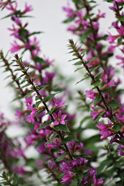 Foto nahaufnahme einer rosa blühenden pflanze