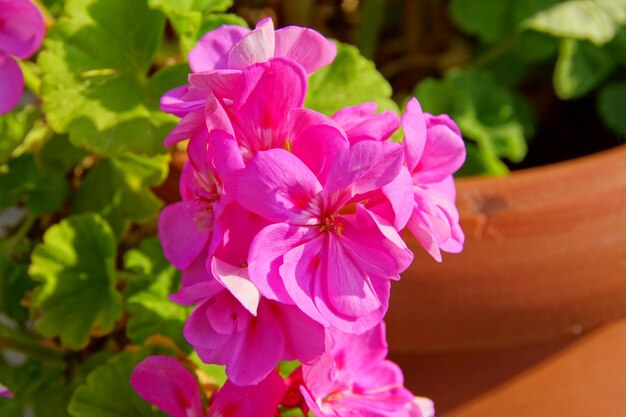 Foto nahaufnahme einer rosa blühenden pflanze