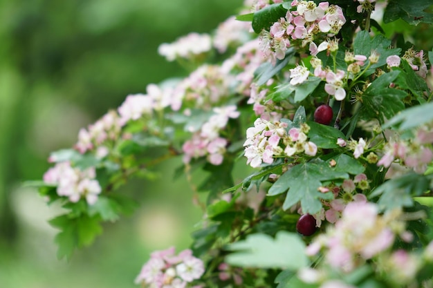 Foto nahaufnahme einer rosa blühenden pflanze