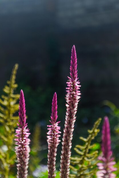 Foto nahaufnahme einer rosa blühenden pflanze