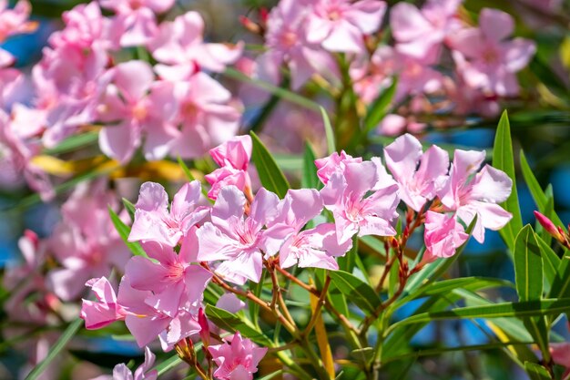 Foto nahaufnahme einer rosa blühenden pflanze