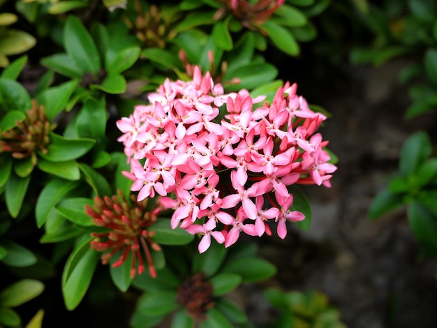 Foto nahaufnahme einer rosa blühenden pflanze