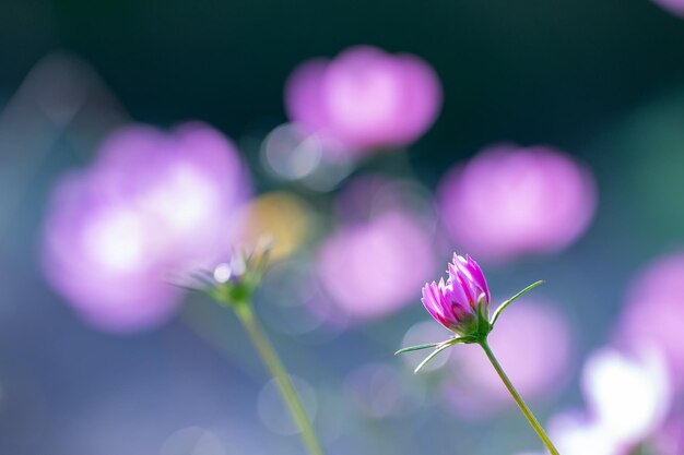 Foto nahaufnahme einer rosa blühenden pflanze