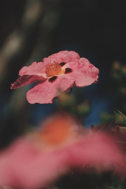 Nahaufnahme einer rosa blühenden Pflanze