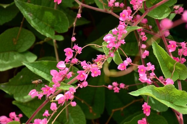 Foto nahaufnahme einer rosa blühenden pflanze