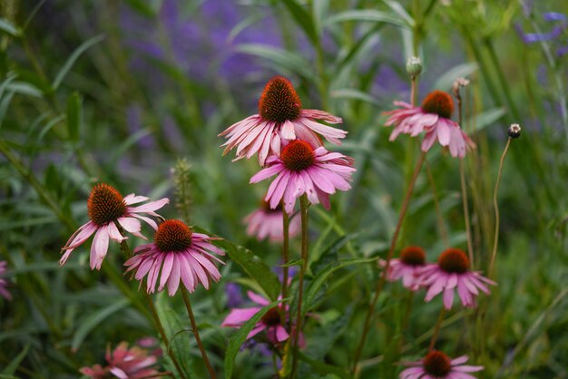 Foto nahaufnahme einer rosa blühenden pflanze