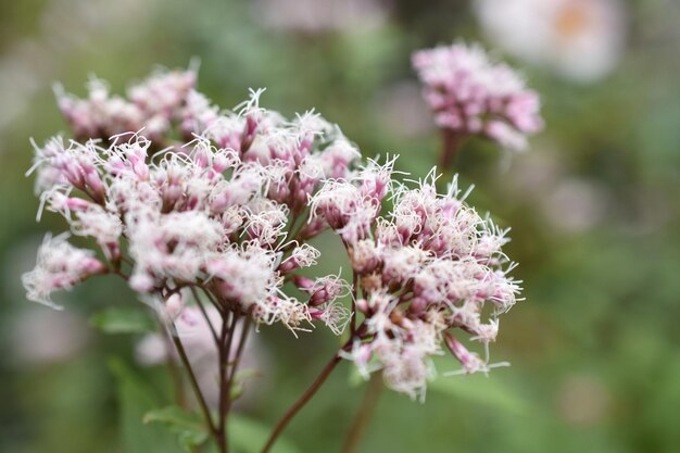 Foto nahaufnahme einer rosa blühenden pflanze