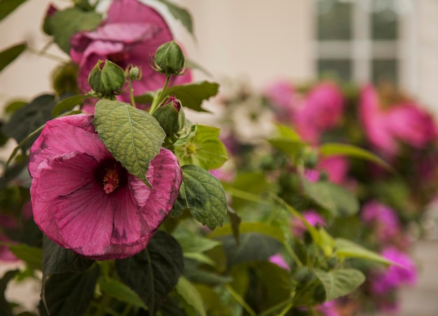 Foto nahaufnahme einer rosa blühenden pflanze