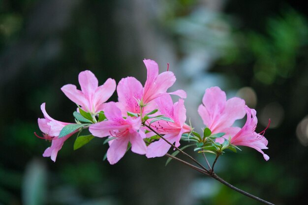 Foto nahaufnahme einer rosa blühenden pflanze