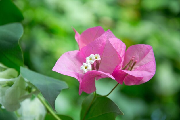 Nahaufnahme einer rosa blühenden Pflanze