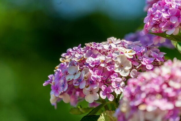 Foto nahaufnahme einer rosa blühenden pflanze