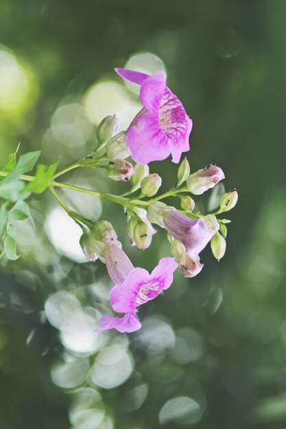 Foto nahaufnahme einer rosa blühenden pflanze