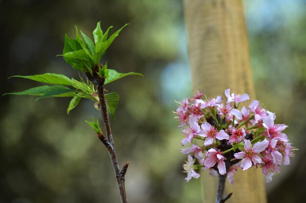 Foto nahaufnahme einer rosa blühenden pflanze