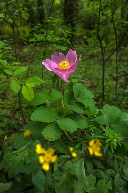 Foto nahaufnahme einer rosa blühenden pflanze