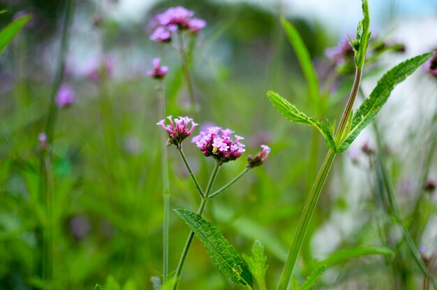 Nahaufnahme einer rosa blühenden Pflanze