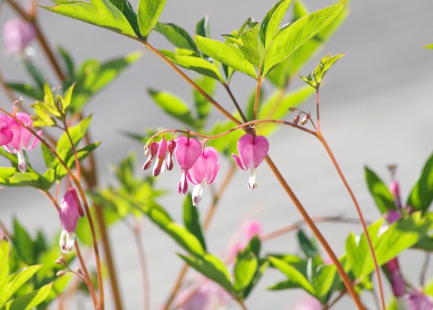 Nahaufnahme einer rosa blühenden Pflanze