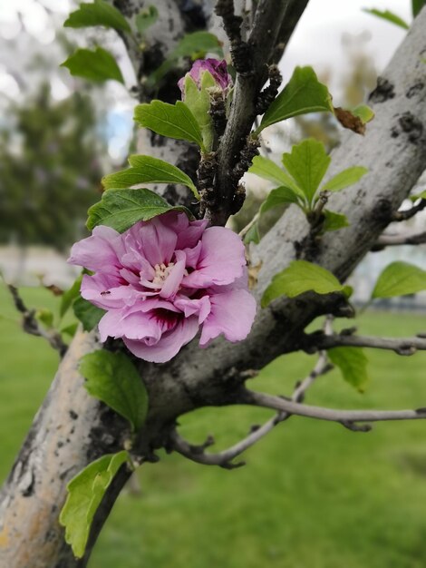 Foto nahaufnahme einer rosa blühenden pflanze