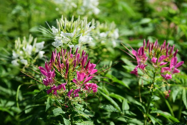 Foto nahaufnahme einer rosa blühenden pflanze