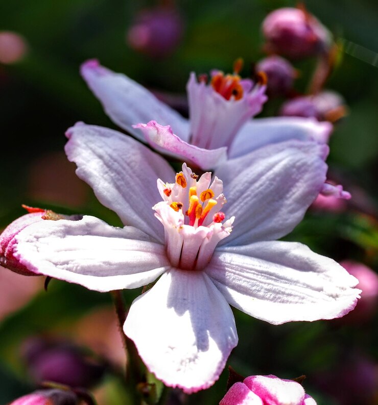 Foto nahaufnahme einer rosa blühenden pflanze